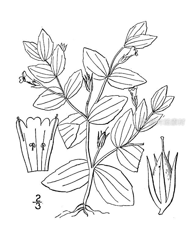 古植物学植物插图:Ilysanthes attenuata，短柄假蕨